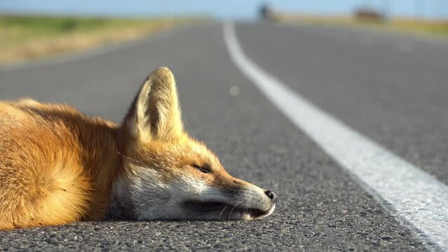 A fox is lying on the highway. An incident on the roadway. A car hit a wild animal. Protection of wild animals. No barriers along the forest and road.