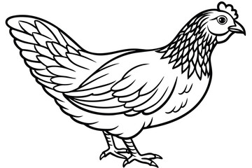 simple chicken illustration design line art illustration vector