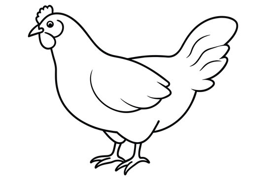 simple chicken illustration design line art illustration vector