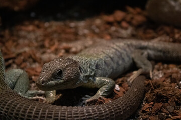 up close lizard