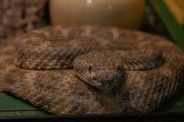 close up of a snake