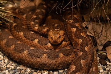 snake portret up close
