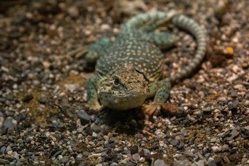 lizard on the stone