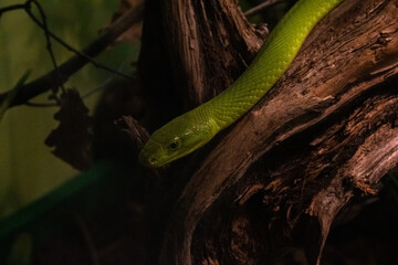 green snake