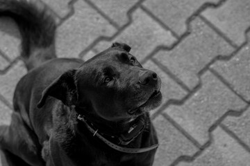 black and white dog portrait