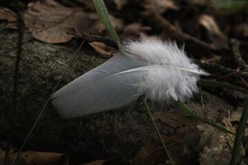 white feather