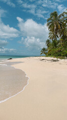 beach with palm trees and sea