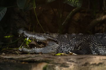 alligator in the everglades