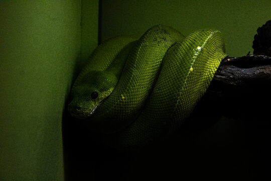 green snake on tree