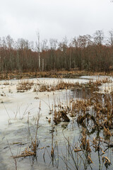 A swampy area in a wild forest. The water is covered with melting ice and snow. Lots of trees and reeds. Cloudy spring weather like autumn. Nature landscape background