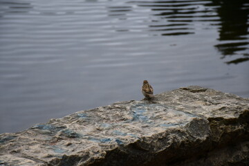 sparrow sits on a stone and looks at the water