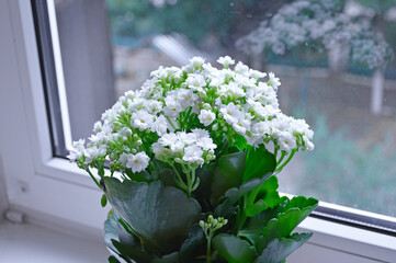 a beautiful indoor flower with a scattering of small white inflorescences. home decoration. ornamental plant. small flowers with delicate white petals