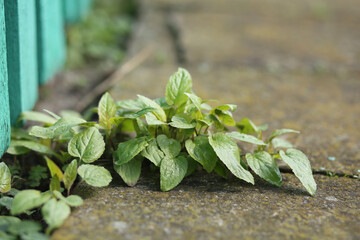 A green young plant grows between concrete tiles on a footpath.