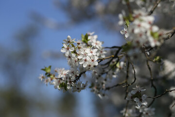 White branches of blossoming apricot on a clear warm evening day.