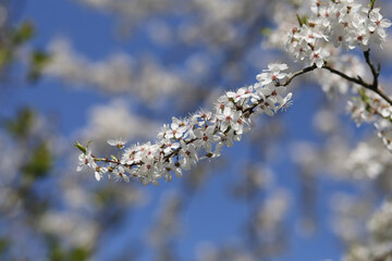 A white blossoming branch of apricot on the background of a bright blue spring sky.