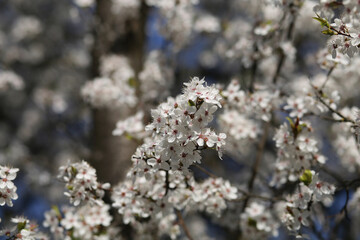 Lush white blossoming apricot branches on a sunny spring day.