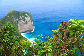 A monkey sits on a tree with a view of the ocean and a cliff on the island of Nusa Penida.