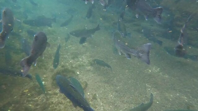 Large group of a trout fish swimming in a stream