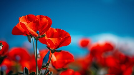   A photo of a field filled with red flowers against a blue sky can be enhanced by removing the blurriness from the background
