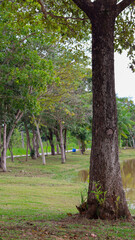 Fototapeta premium Landscape with trees and lake