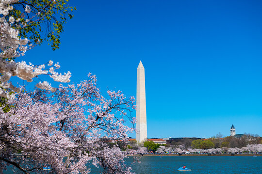 Traditional spring festival of Japanese cherry blossoms. Tidal Basin and Washington Monument. Cherry blossoms in Washington DC.