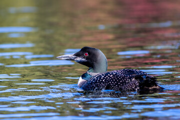 Common Loon male, Gavia immer, on Adirondack lake in St Regis Wilderness NY with peak fall foliage...