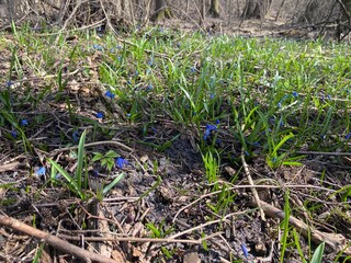 flowers on the ground