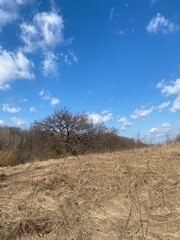 Obraz premium tree in the desert