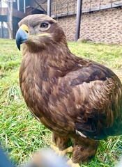 portrait of a eagle