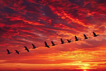 Zelfklevend Fotobehang A magnificent group of geese making their way south, silhouetted against a flaming sunset in a V-formation. © Hamza