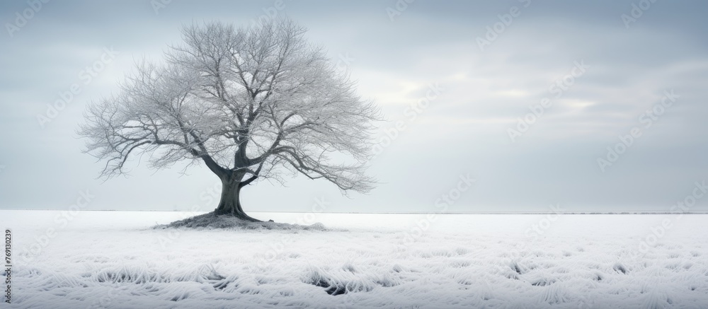 Poster a peaceful winter scene showing a lone tree in a snowy field under a clear sky