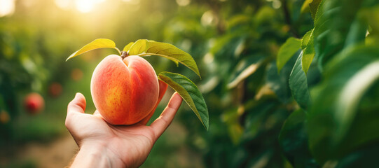 With sunlight filtering through the leaves, a hand reaches out to pick a ripe peach from the branch, showcasing the bounty of summer fruit in a vibrant garden setting.