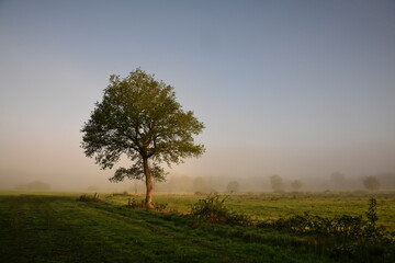 Das sanfte Licht Frieslands - der einzelne Baum