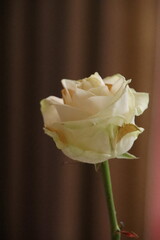 Weise rose