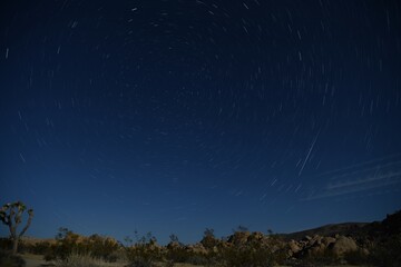 Fototapeta premium Star Track at Joshua Tree