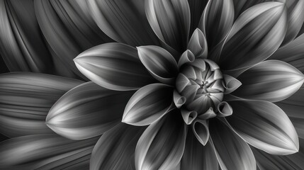 a black and white photo of a flower with large petals on the center of the flower and the center of the petals on the outside of the flower.