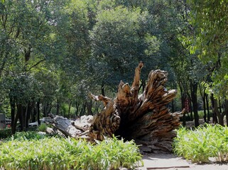 Fallen tree 