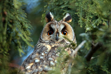 European Long Eared Owl (Asio otus) sits on a branch in a thuja tree on a beautiful spring day.