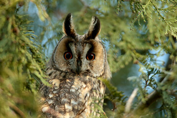 European Long Eared Owl (Asio otus) sits on a branch in a thuja tree on a beautiful spring day.