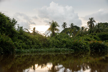 cauce del rio Klias en Borneo, hábitat del Mono narigudo (Nasalis larvatus)