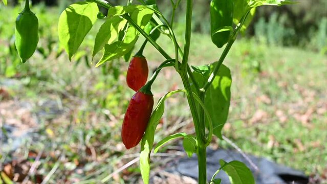 jalapeno hot pepper hanging from plant