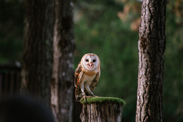 Owl sitting on a tree
