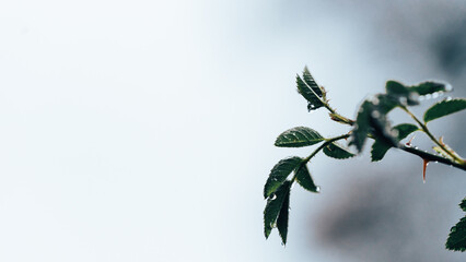 Jour de pluie dans le jardin