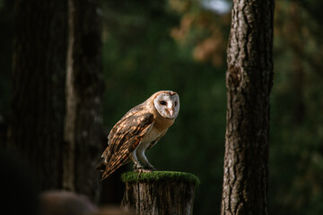 Barn owl on a branch