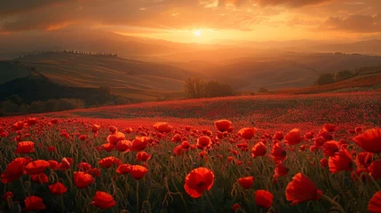 Fototapete Rund landscape poppy flower field at sunset © tl6781
