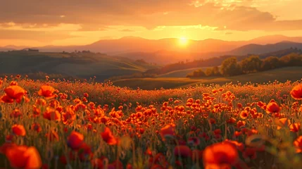 Foto auf Acrylglas landscape poppy flower field at sunset © tl6781