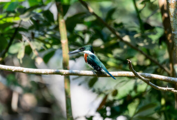 A small colorful bird, a green kingfisher Chloroceryle americana, perching on a branch.