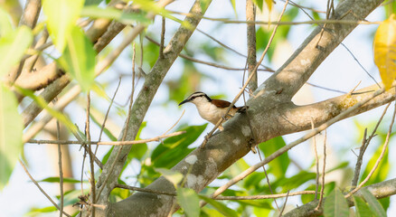 A giant wren Campylorhynchus chiapensis, is perched on a tree branch in Mexico.