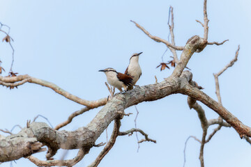 Two giant wren birds, scientifically known as Campylorhynchus chiapensis, are sitting together on the top of a tree branch.