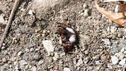 A cryptic skipper butterfly, known as Noctuana lactifera ssp. bipuncta, is perched on the textured earth.